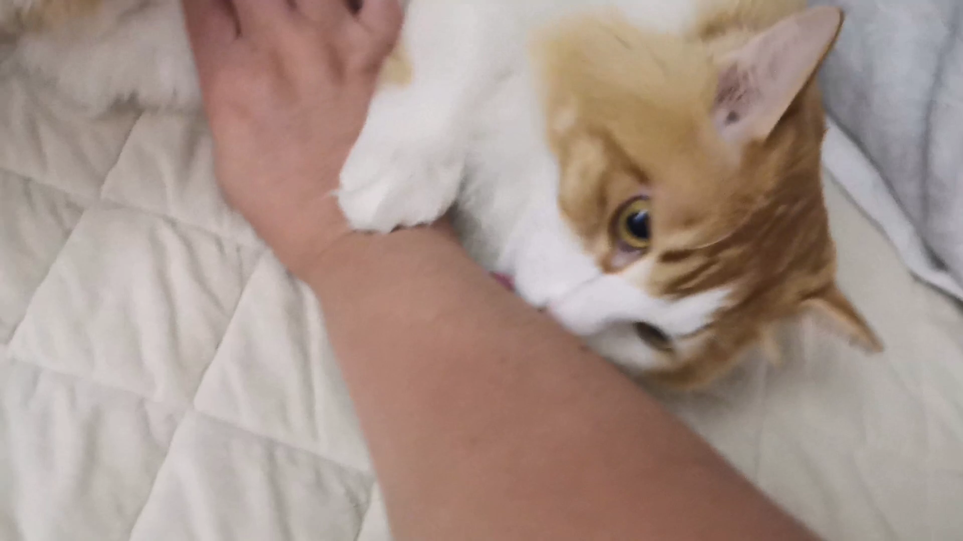 【烧麦】任人摆布的猫猫